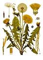 Løvetann (fra Koehler's Medicinal-Plants, 1887)