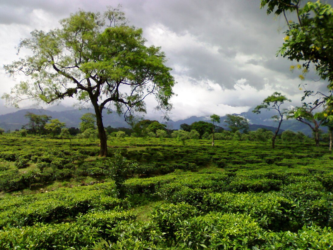 Dooars-Terai tea gardens