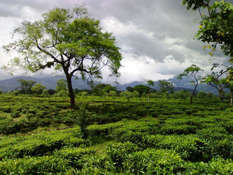 File:Tea garden in dooars.jpg