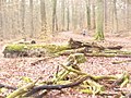 Tegeler Forst (Tegel Forest) - geo.hlipp.de - 32759.jpg
