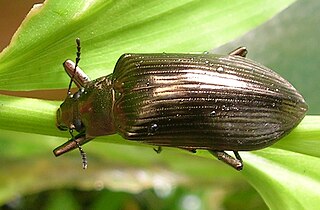 <i>Falsocamaria</i> Genus of beetles