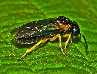 <i>Aneugmenus padi</i> Species of sawfly