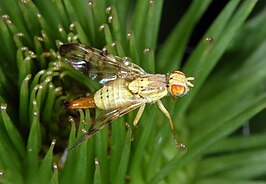 Terellia tussilaginis