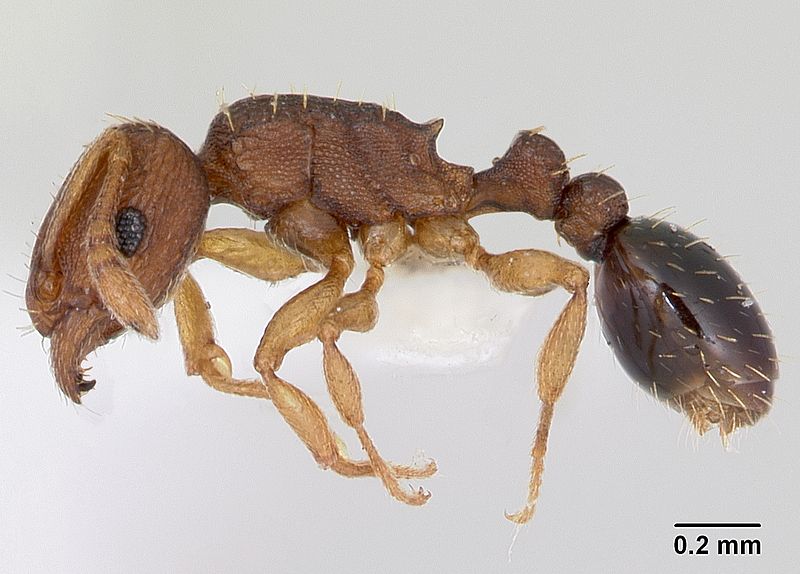 File:Tetramorium simillimum casent0173291 profile 1.jpg