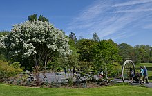 The Chinese garden in 2018 with Malus hupehensis in full bloom The Chinese garden at Treborth Botanic Garden.jpg