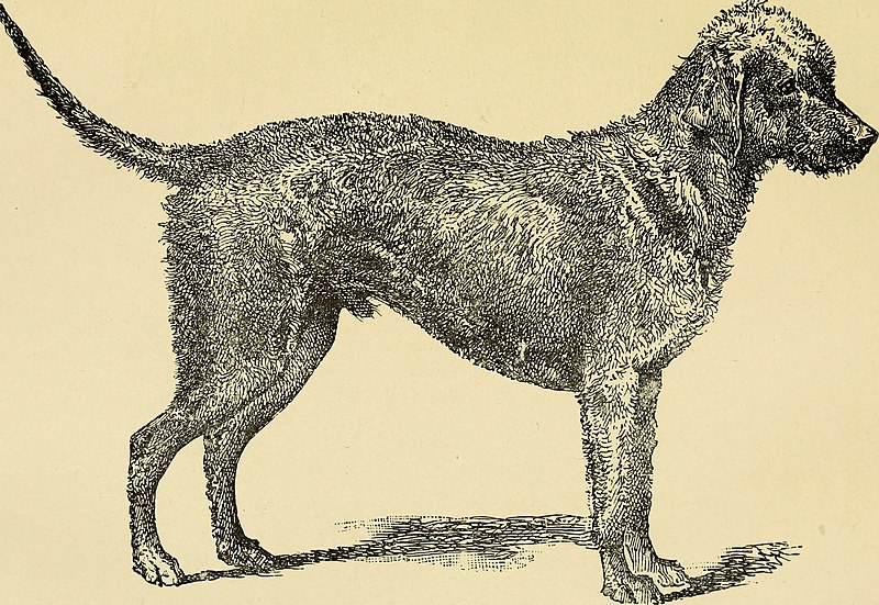 File:The dog in health and in disease - including his origin, history, varieties, breeding, education, and general management in health, and his treatment in disease (1895) (20962574716).jpg