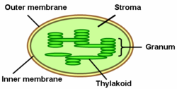 Thylakoids (dark green) inside a chloroplast Thylakoid2.png