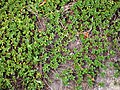 Thymus × citriodorus 'Golden Dwarf', Macierzanka cytrynowa 'Golden Dwarf', 2015-05-17