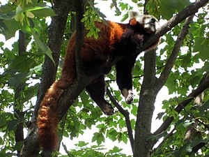Panda Abang: Jinisé kéwan nyusoni saka wewengkon Himalaya lan Cina