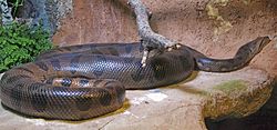 Tierpark Hellabrunn - snake.jpg