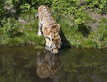 Tập_tin:Tiger_drinking,_reflection.jpg