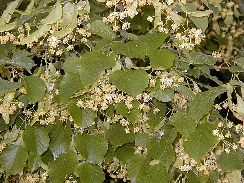 File:Tilia platyphyllos.jpg