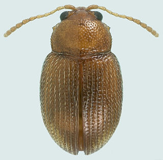 <i>Epitrix hirtipennis</i> Species of beetle