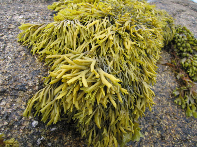 File:TomCorser Seaweed 2.jpg