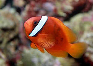 Peixe-palhaço tomate, Amphiprion frenatus.jpg