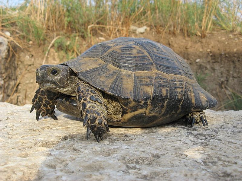 File:Tortoise, Patara, Lycia, Turkey.jpg