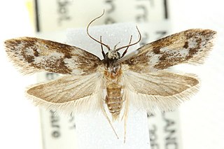 <i>Trachypepla indolescens</i> Species of moth found in New Zealand and presumed to be native to Australia