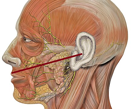 Нервы околоушной железы. Лицевой нерв околоушная железа. Тройничный нерв анатомия воспаление. Nervus trigeminus анатомия. Лицевой нерв (n. Facialis).