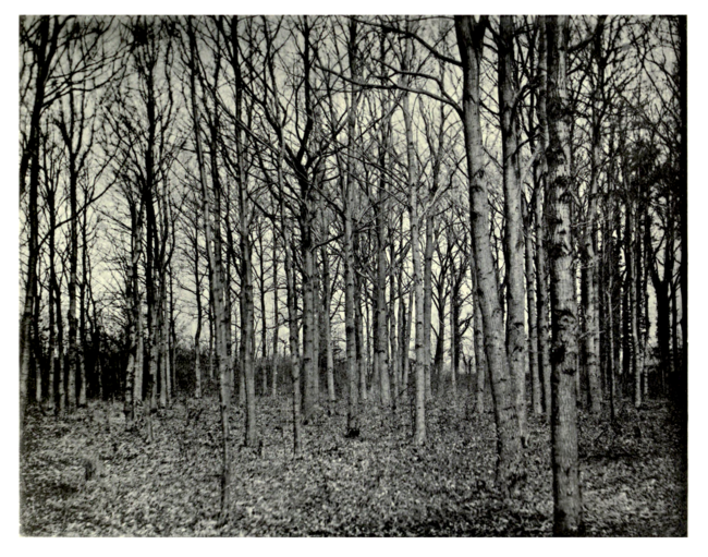 Plate 81: Self-sown Oaks at Thornbury Castle