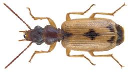 Trichis maculata.png