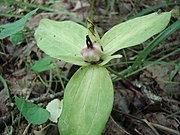 Trillium sessile fruit with attached stigmas on July 1 in Fayette County, Kentucky USA