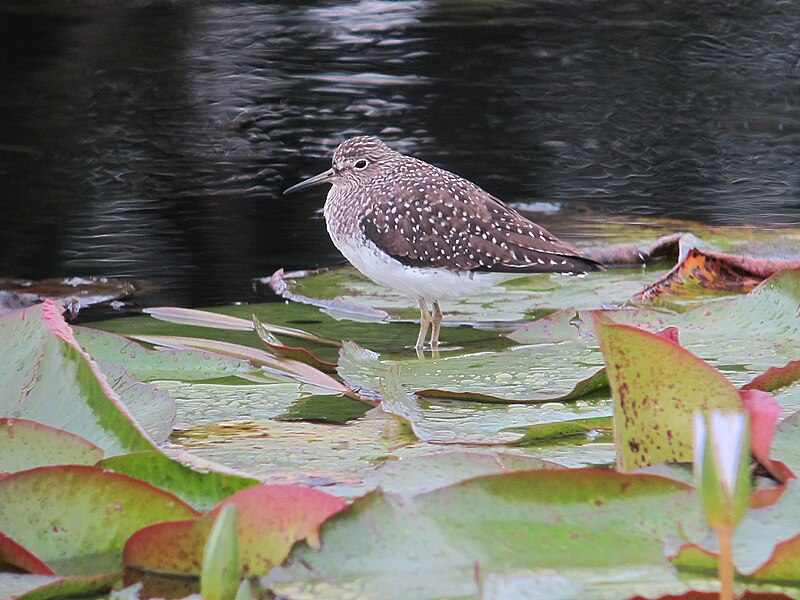 File:Tringa solitaria Andarríos solitario Solitary Sandpiper (16892491358).jpg