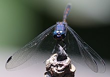 Trithemis aconita 60995043.jpg