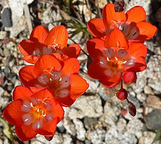 <i>Tritonia crocata</i> Species of flowering plant