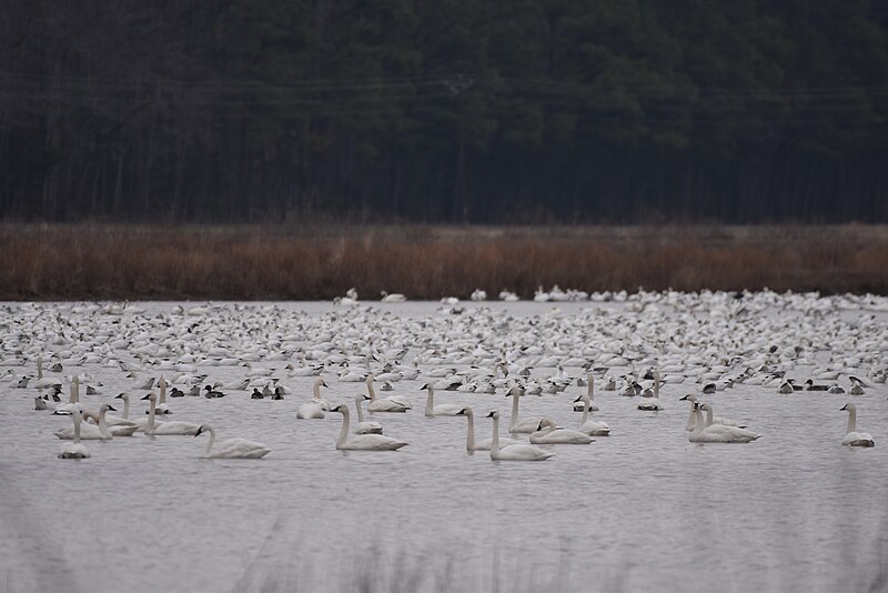File:Tundra swans birding eastern shore 2.25.18DSC 0848 (1).jpg
