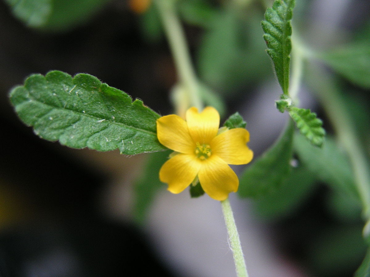 Turnera Diffusa Wikipedia La Enciclopedia Libre