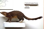 Thumbnail for Long-footed treeshrew