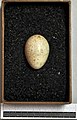 Egg, Collection Museum Wiesbaden