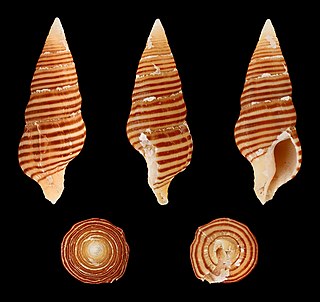 <i>Turrilatirus turritus</i> Species of mollusc