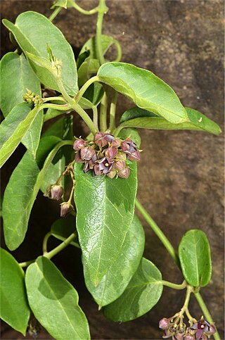 <i>Vincetoxicum polyanthum</i> Species of flowering plant in the family Apocynaceae