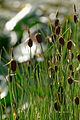 Typha minima JdP 2013-06-15.jpg