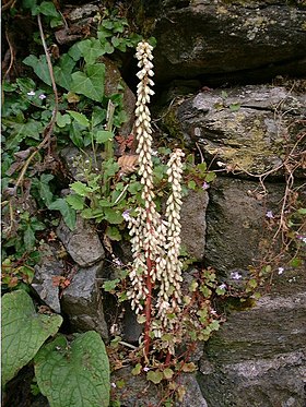 Umbilicus rupestris em flor.