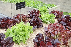 Roof Garden