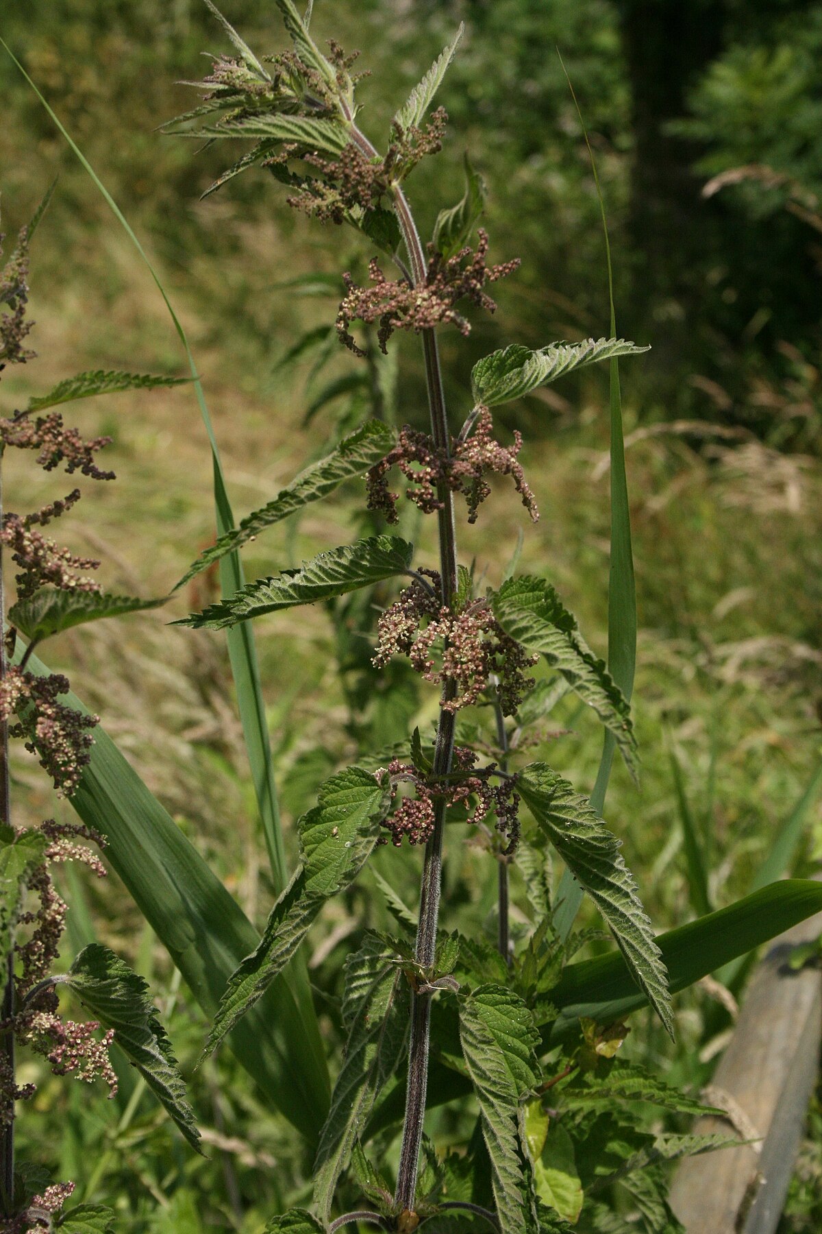 Urtica dioica - Wikipedia