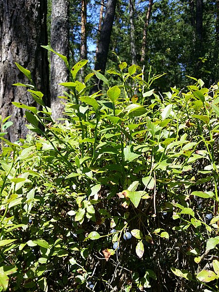 File:Vaccinium myrtillus sl3.jpg