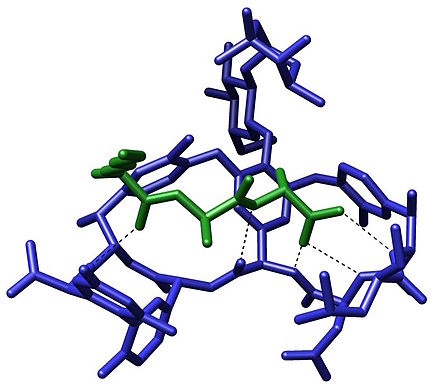 Crystal structure of a short peptide L-Lys-D-Ala-D-Ala (bacterial cell wall precursor, in green) bound to vancomycin (blue) through hydrogen bonds[56]