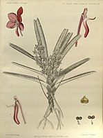 plate 293 Vanda ampullacea