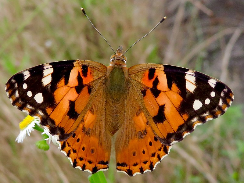 File:Vanessa cardui beside Utsutsu river - 4.jpg