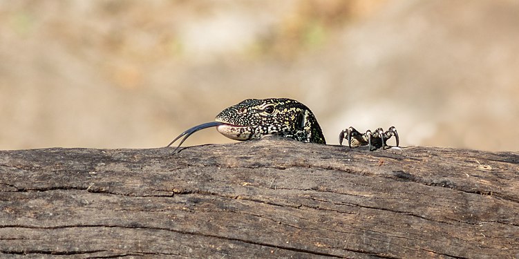 Nile monitor (Varanus niloticus), Chobe National Park