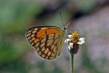 Жилен златен араб (Colotis vesta princeps) отдолу.jpg