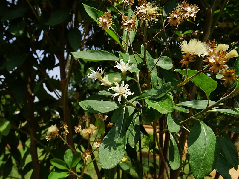 File:Vernonia amygdalina 05.jpg