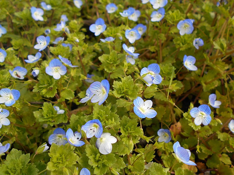 File:Veronica persica 2017-05-01 9237.jpg