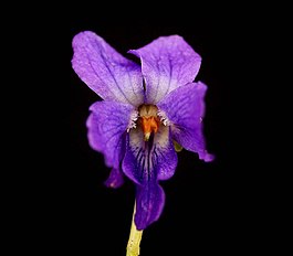Viola odorata3 ies.jpg