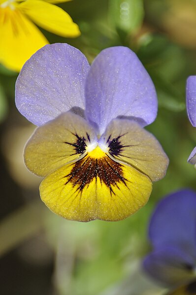 File:Viola tricolor (pensée).jpg