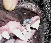 papilloma vírus a nyelvre