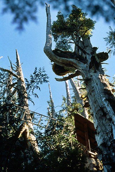 File:Walbran Valley Canopy Research.jpg